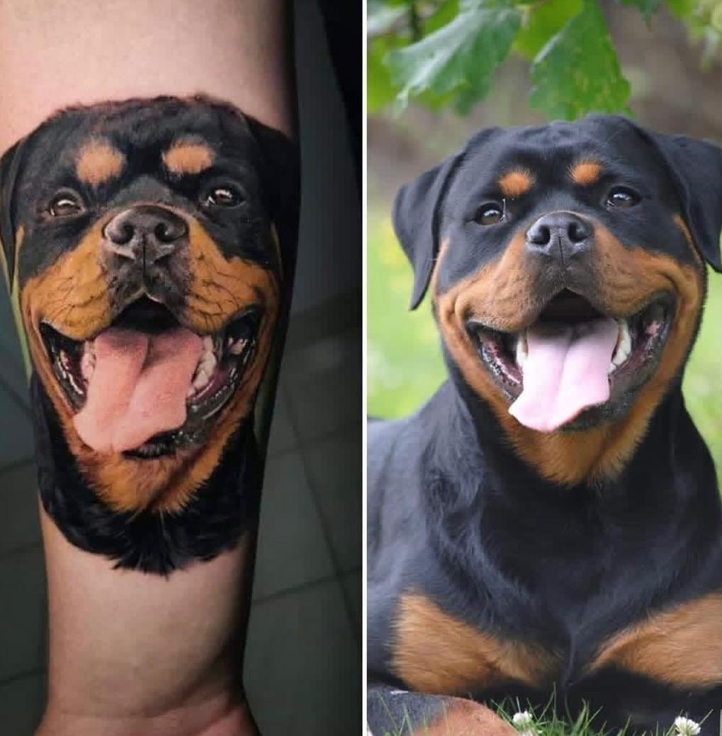 Tatouage Rottweiler portrait — cha_noar