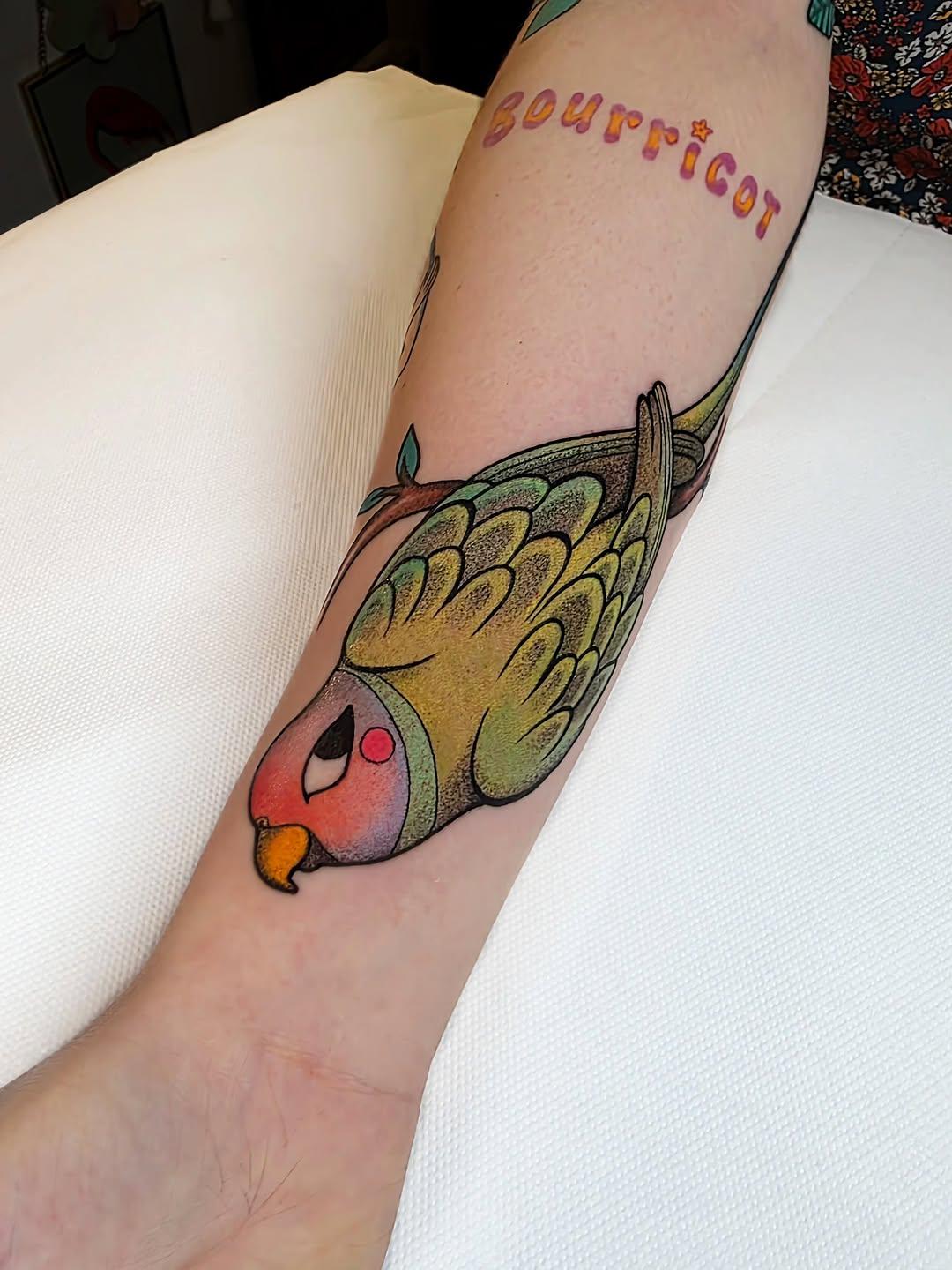 Perruche tête de prune, illustratif couleur — jean.no.tattoo