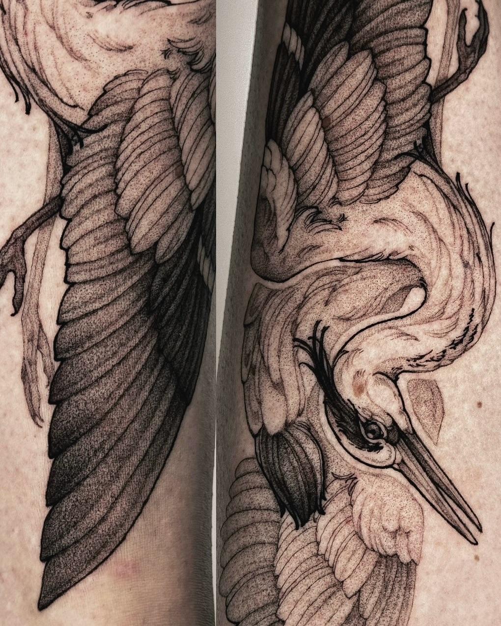 Tatouage grand héron bleu — aspectgraphite