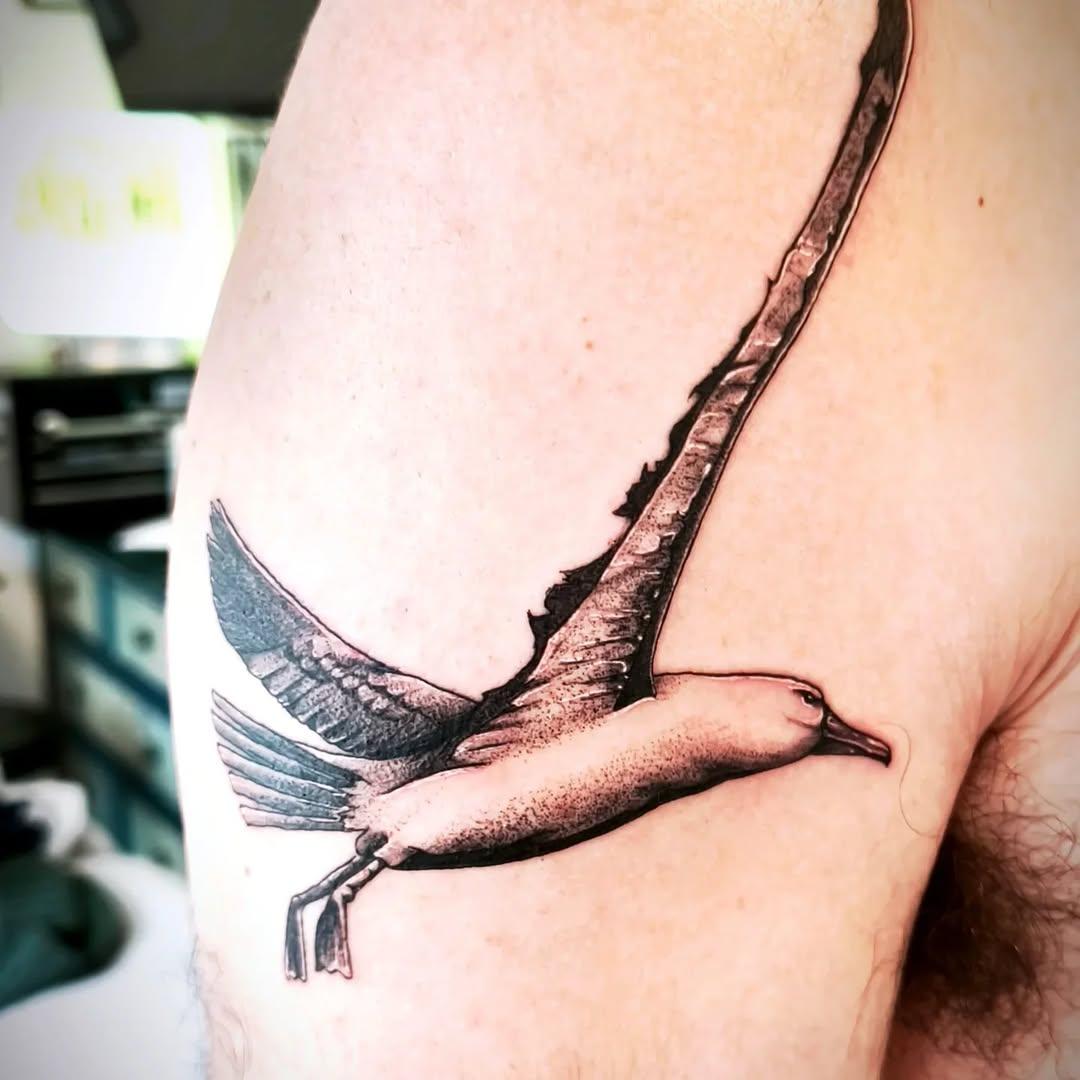 Albatros réaliste — capitainerie.ink