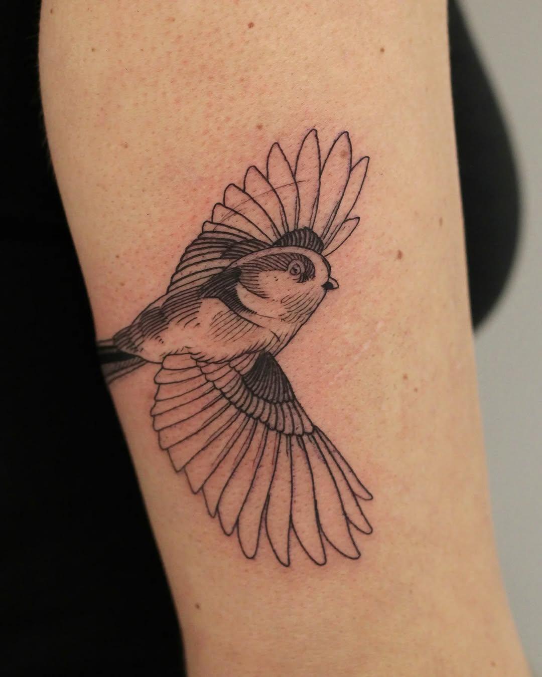 Tatouage orite à longue queue gravure — guillaume.ltf